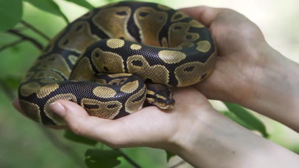 Snake in Hands Closeup