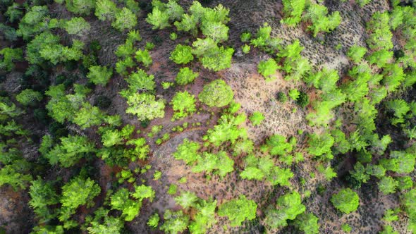 Treetops in Sunny Weather Aerial View of Coniferous Forest in Spring Green Trees on the Hill