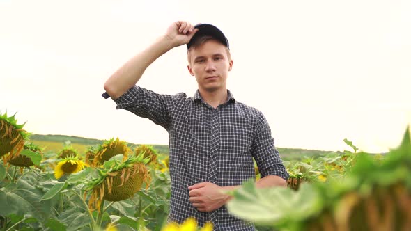 Young Farmer Puts His Cap on is in the Sunflower