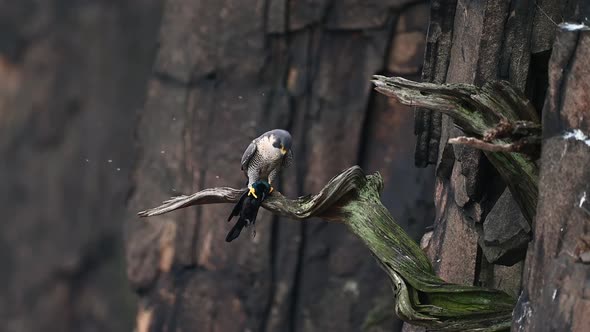 Peregrine Falcon Video Clip