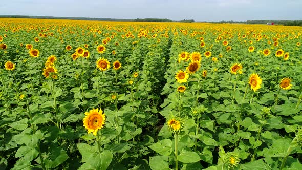 Fields of Sunflowers in August
