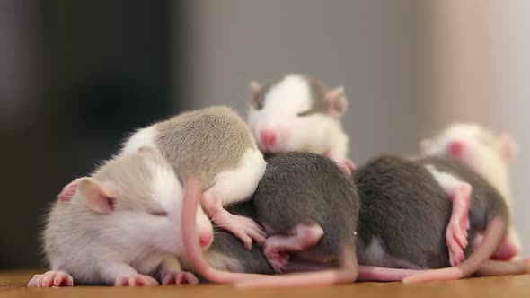 Close-up of domestic white pet small rats warming together