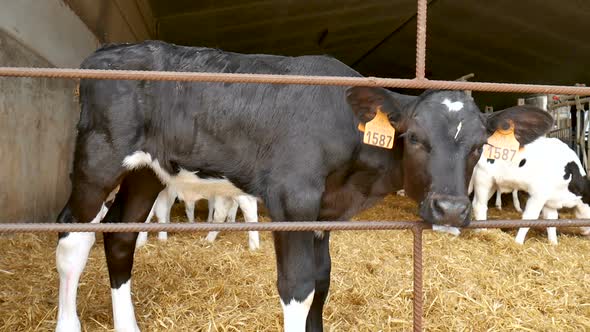 Calf After Drinking Milk on the Farm