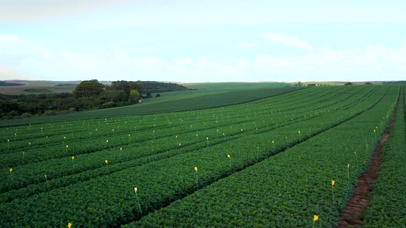 Drone Experimental Soyfield Low Pan