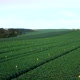 Drone Experimental Soyfield Low Pan - VideoHive Item for Sale