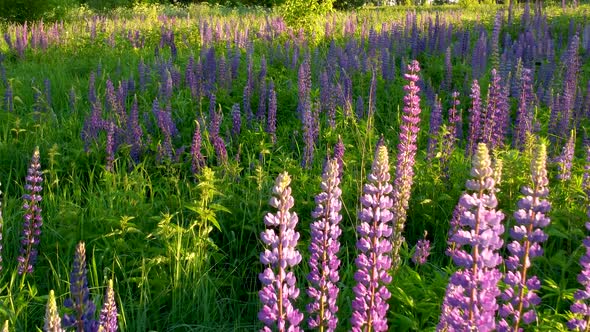 Flight Over a Field with Flowers at Sunset