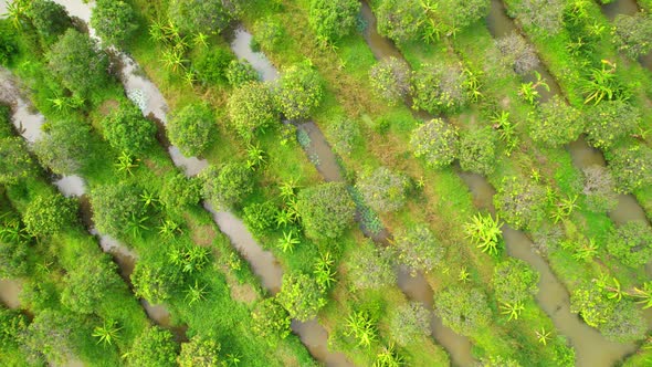 An aerial view over banana and durian plantations