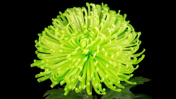 Beautiful Green Chrysanthemum Flower Opening