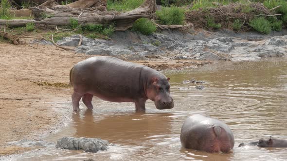 Hippos in a lake in Serengeti National Park Tanzania - 4K