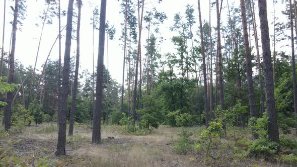 Natural Landscape in the Forest During the Day