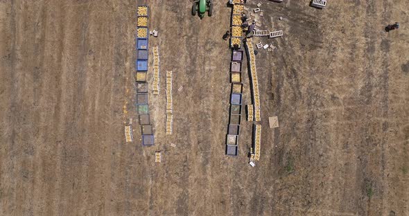 Melon picking sorting station in a field, with Melons in large and small crates