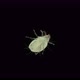 Soil mite of the Acaridae family under a microscope - VideoHive Item for Sale