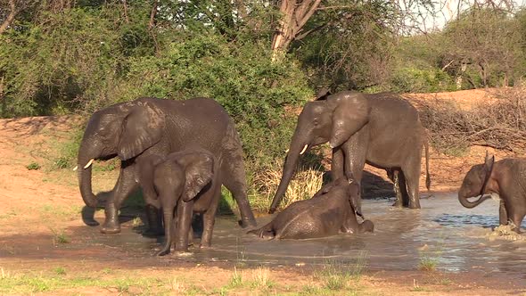 Elephants wallow and move around at waterhole in South African sun