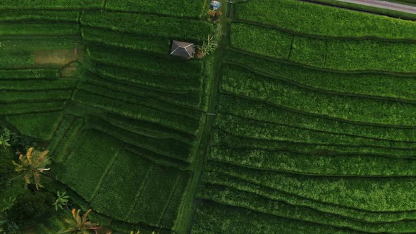 View from Above of The Jatiluwih Terraces Ricefield in Bali