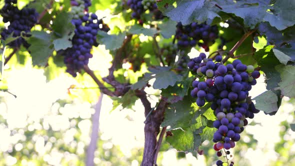 Slow Motion Shot of Ripe Red Grapes in Sunny Vineyard