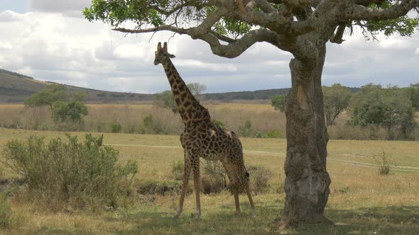 Giraffe standing under an acacia tree