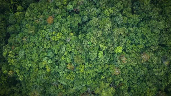 Overhead aerial view of a dense tropical rainforest.