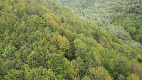 Forest in the Mountains. Aerial View of the Carpathian Mountains in Autumn. Ukraine