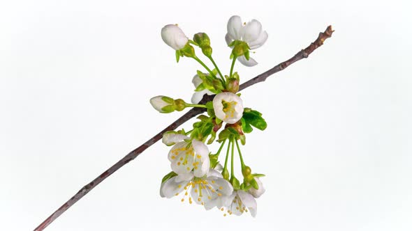 Blossoming Apple-tree Time Lapse on White Background