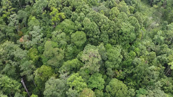 Aerial fly over green tropical rainforest