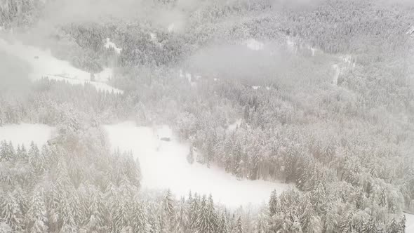 Flying Over Winter Forest 