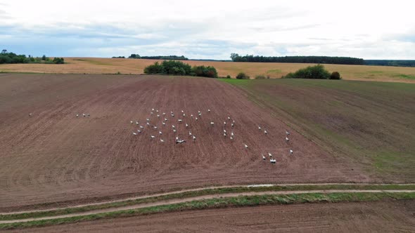 Large group of common cranes starting, taking off from rural field for migration flight. Poland, pom