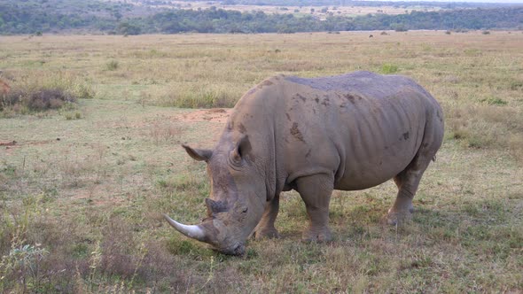 White rhino eating grass in Waterberg 