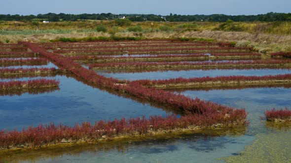 Salicorne salt marsh, Guerande,Loire Atlantique,France