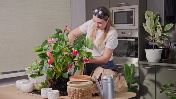 a Young Woman in Gloves Transplants a Large Flowering House Plant and Cuts Dry Leaves From It with