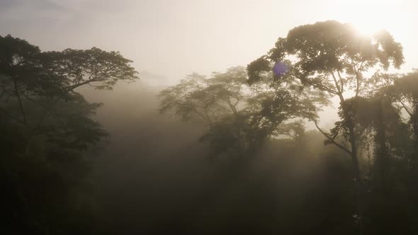 Aerial Drone View of Costa Rica Rainforest Canopy in Mist, Beautiful Misty Tropical Jungle Trees and