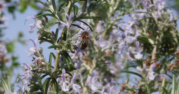 |European Honey Bee, apis mellifera, Bee foraging a Rosemary Flower, Pollination Act, Normandy