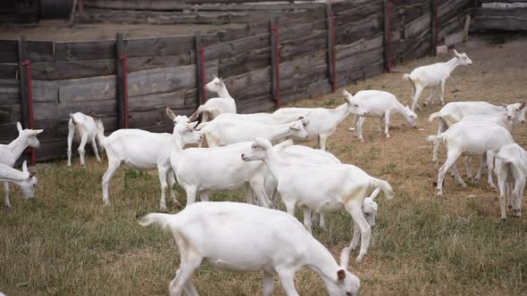 Flock of Goats Walking in Slow Motion in Paddock Outdoors
