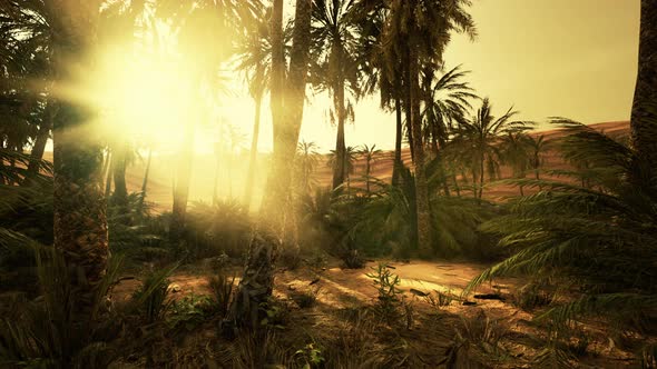 Savannah Valley and Sand Desert After Colorful Sunset alt