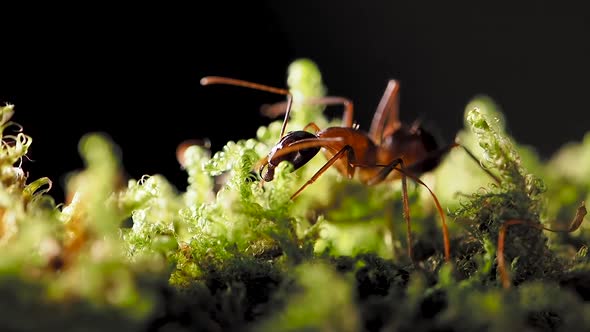 Macro Footage of Ants, Eusocial Insect. Slow Motion.