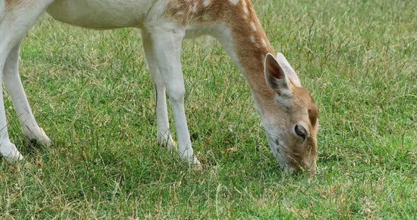 Young Fallow Deer Grazing on Green Field Closeup