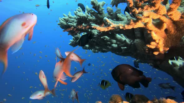 Tropical Fish Coral Reef