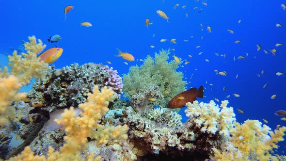 Underwater Seascape