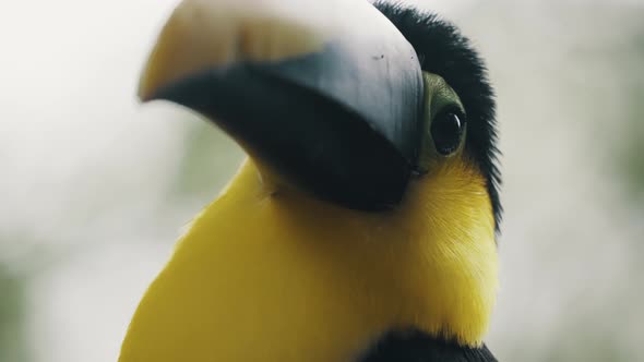 Extreme Closeup Of Yellow-throated Toucan Looking Around In Its Habitat.