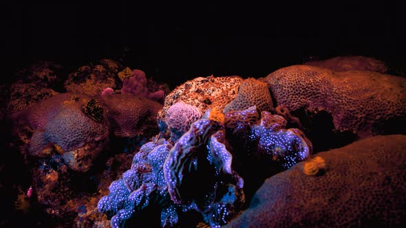 Sea reef, Journey deep into the sea, underwater