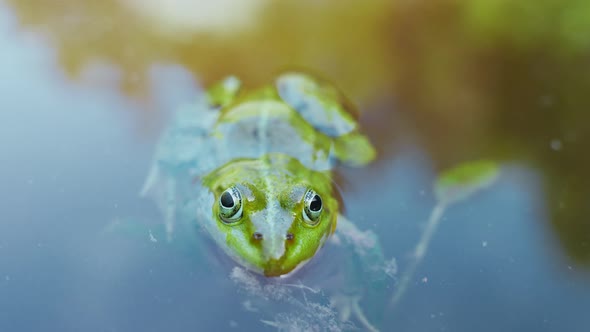 Close up of green frog peeking its head out of the water in a pond. Detailed video