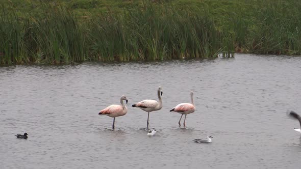 Chilean Flamingos Standing in the Wetlands with more Birds Around