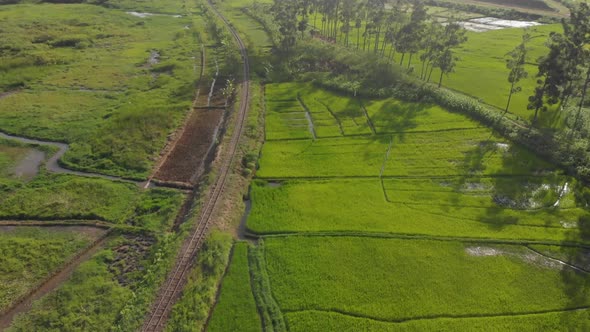 Aerial shot of the patterns of lush rice fields in the golden sunlight of Africa.