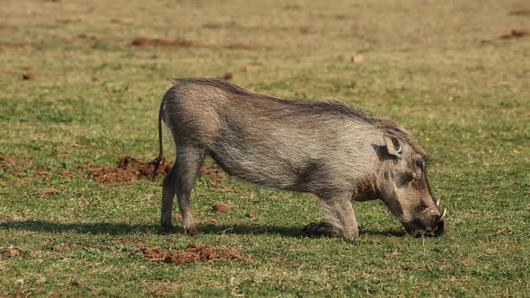 Warthog Feeding On Green Grass