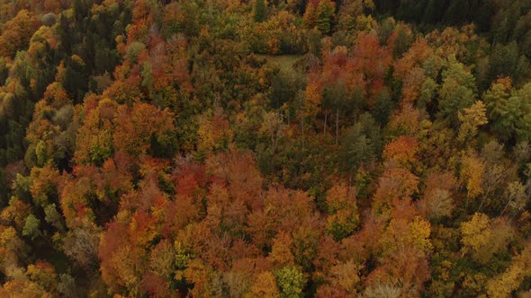 Low angle drone shot with a flight over fall colored trees ending the smooth shot at a hill