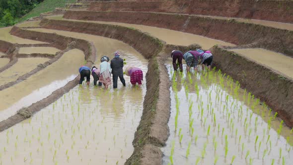 Aerial top view of group of farmers growing seedling rice in paddy field i