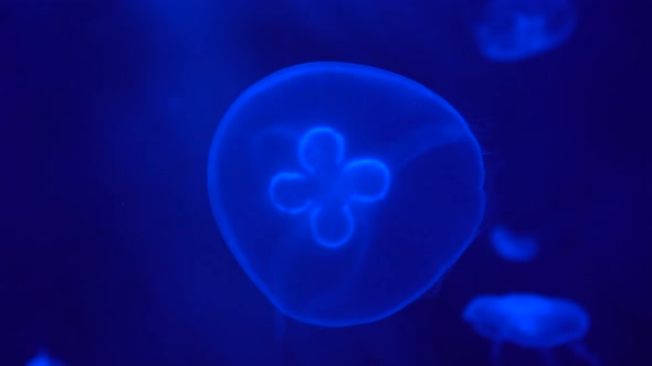 Jellyfish Aurelia slow floats in the water column, underwater world