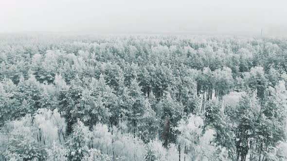 Flying Over a Snowy Forest in Winter in Snowfall