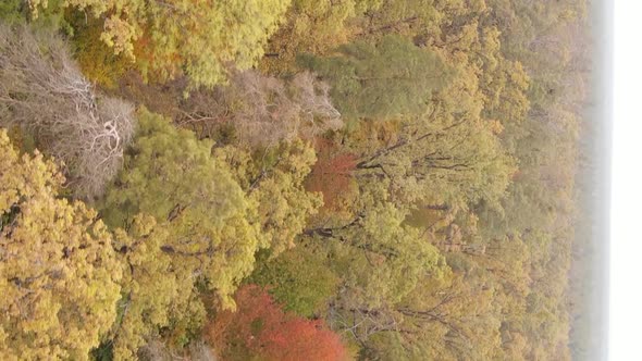 Vertical Video of an Autumn Forest During the Day in Ukraine