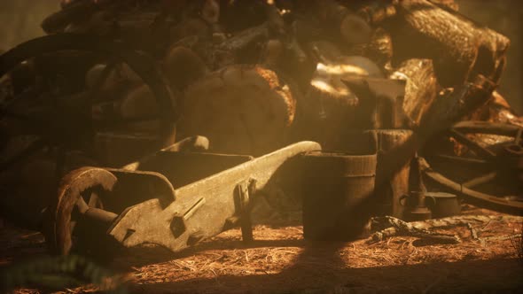 Preparation of Firewood for the Winter in Forest at Sunset