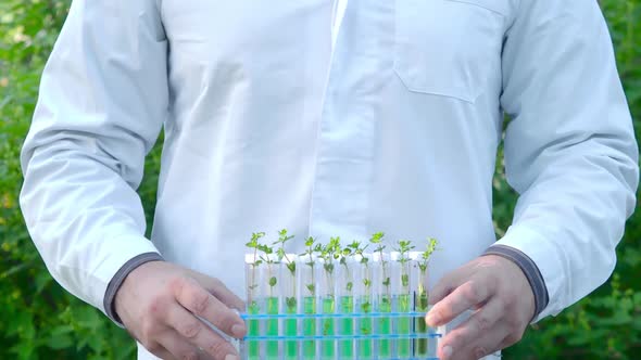 Researcher with a Green Sprouts in a Test Tubes.